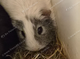 Guinea five months old