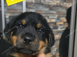 STUNNING LARGE ROTTWEILER PUPPIES - 5 GIRLS & 3 BOYS