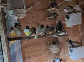 Lots of canaries