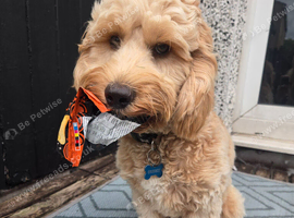 9 month old male cockapoo for sale