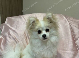 Stunning fluffy Pomeranians