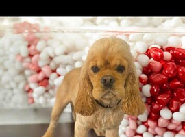 Kc reg american  cocker spaniel