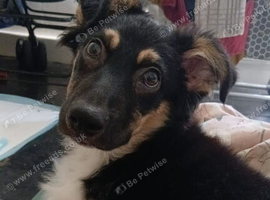 17 week old male border collie