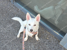 Damaranian 7 months