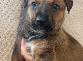 Belgian Mali x German shepherd