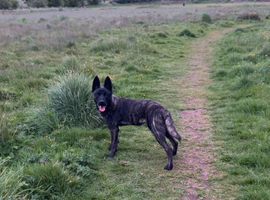 Male Belgian malinois x Dutch herder