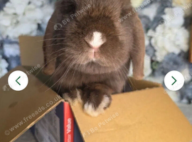 Beautiful chocolate vm doe seeking loving retirement home 1 year old