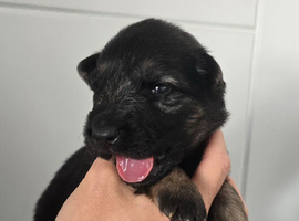 Lovely litter of German Shepherd puppies.