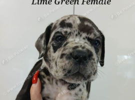 Cane Corso Puppies Raised With Care And Attention