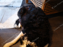 Boarder collie pups