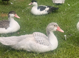Muscovy ducks for sale