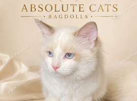 TICA REGISTERED Ragdoll Cats
