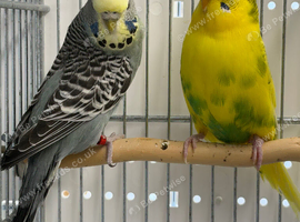 Bonded Pair Male Female Budgies