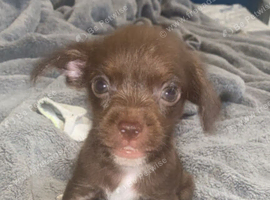 Two 8 weeks puppies
