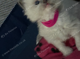 Ragdoll kittens