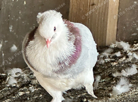 GBO Pigeons