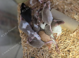 Curley, fancy mice
