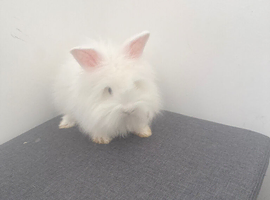 White female Angoras with blue eyes