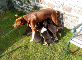 Border Collie Pups