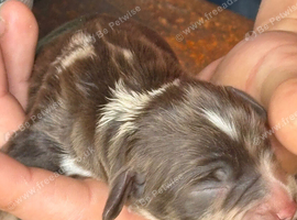 Cocker spaniel litter