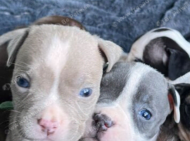 Beautiful littler of puppies