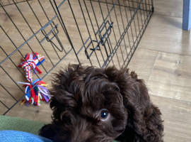 F1 Cockapoo Puppy - Female - AVAILABLE NOW