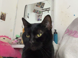 Black cat