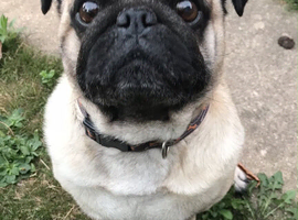Looking for an older pug
