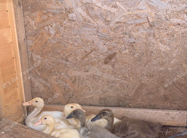 Indian runner ducklings