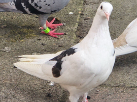 25pigeon together &pound;200