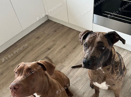 Rehoming