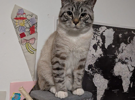 Gucci Looking for His Forever Home ️