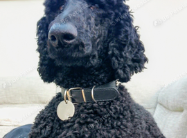 Albert Frank for stud duties pedigree Standard Poodle 2 years old