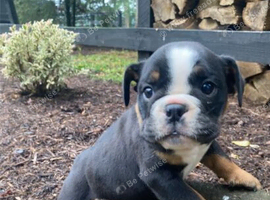 Adorable English Bulldog Puppies &ndash; Sweet & Playful