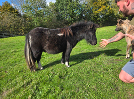 Registered shetland gelding