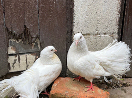 3 fantails for sale