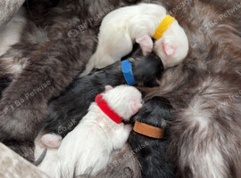 Mainecoon kittens Ready Now