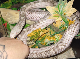 White sided black rat snake