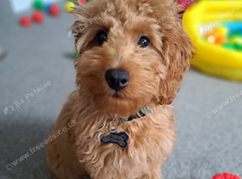 Cockapoo