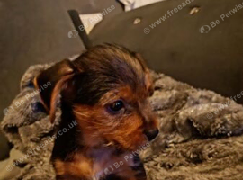 Lovely shorkie pup