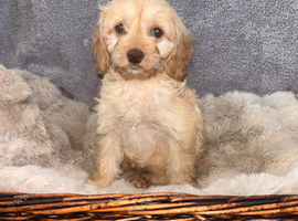 Beautiful F1 Cavapoo Puppies