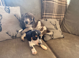 Isabella dachshunds