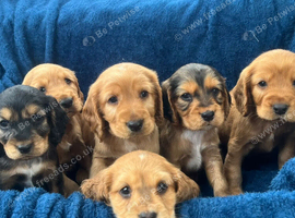 Cocker spaniel puppies