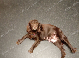 Beautiful puppies for sale