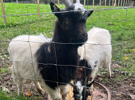 3 Purebred Bagot Male Kids for Sale - Ayrshire