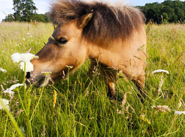 Lovely Golden 6 yr old Gelded Dun Mini Shetland for sale