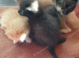 Eight Week old Litter of Four