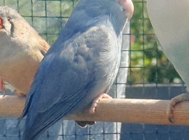Parrotlet