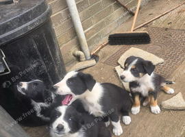 Border Collie puppies