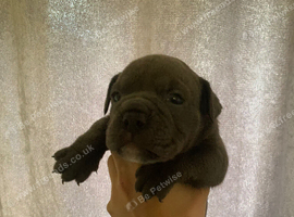 Old English bulldog puppy&rsquo;s